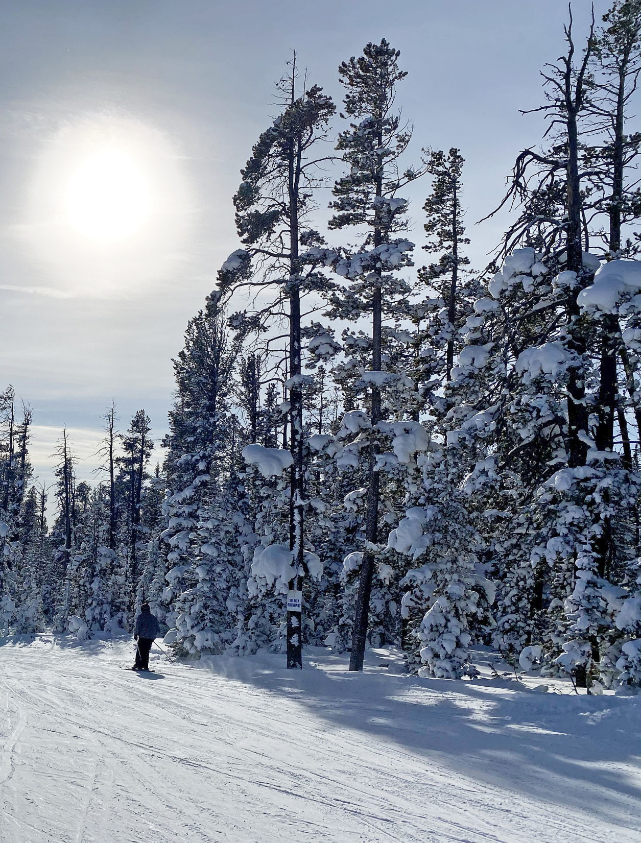 Snow coated trees